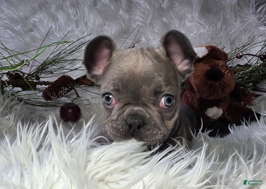 French Bulldog dogs for sale: Hunter - Ad 2