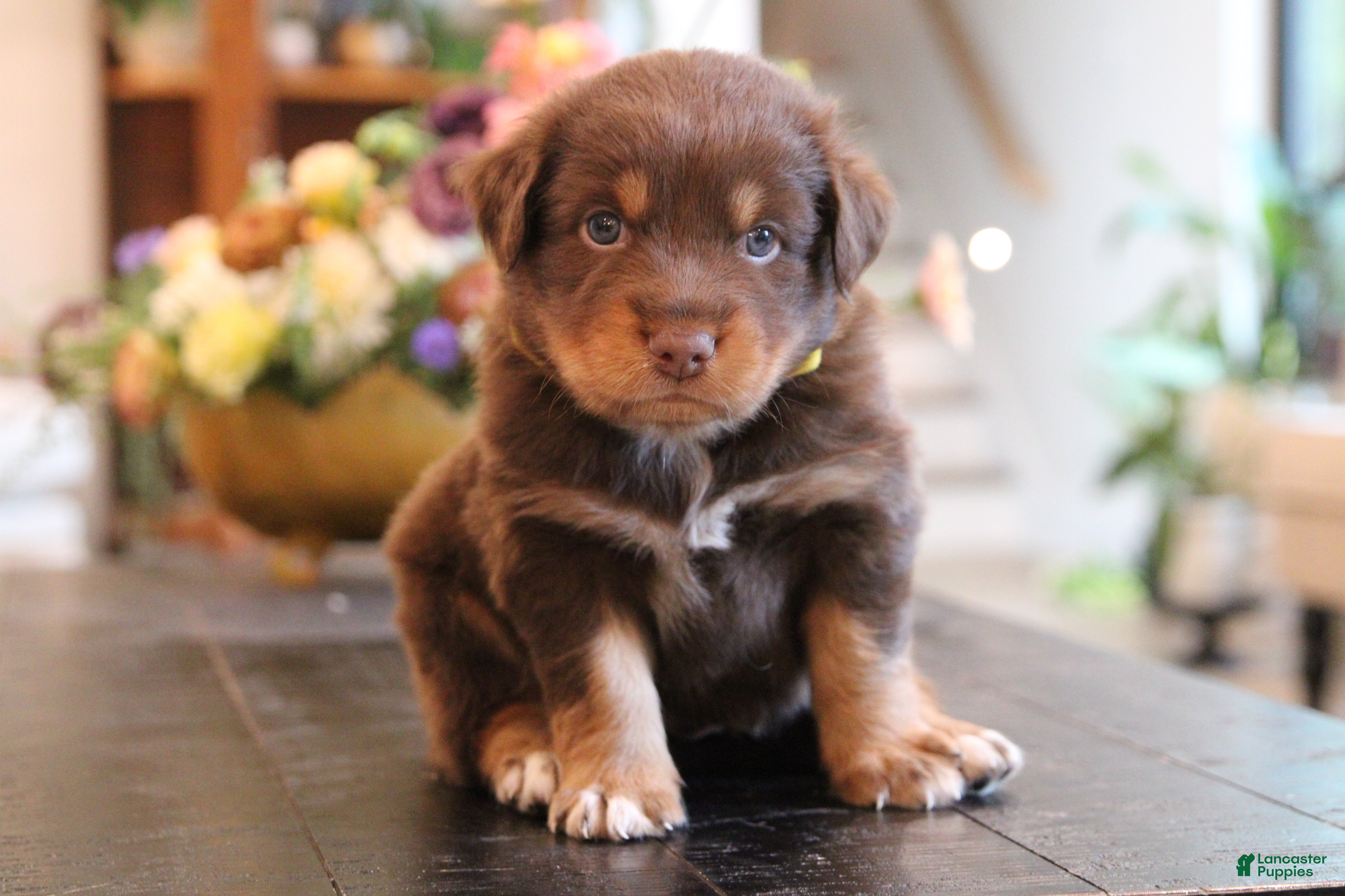 Australian Shepherd dogs diggory - Ad 1