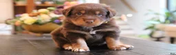 Australian Shepherd dogs for sale: diggory - Ad 5