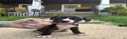 American Bully dogs for sale: Flash  - Ad 8