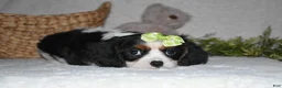 Cavalier King Charles Spaniel dogs for sale: Princess - Ad 3