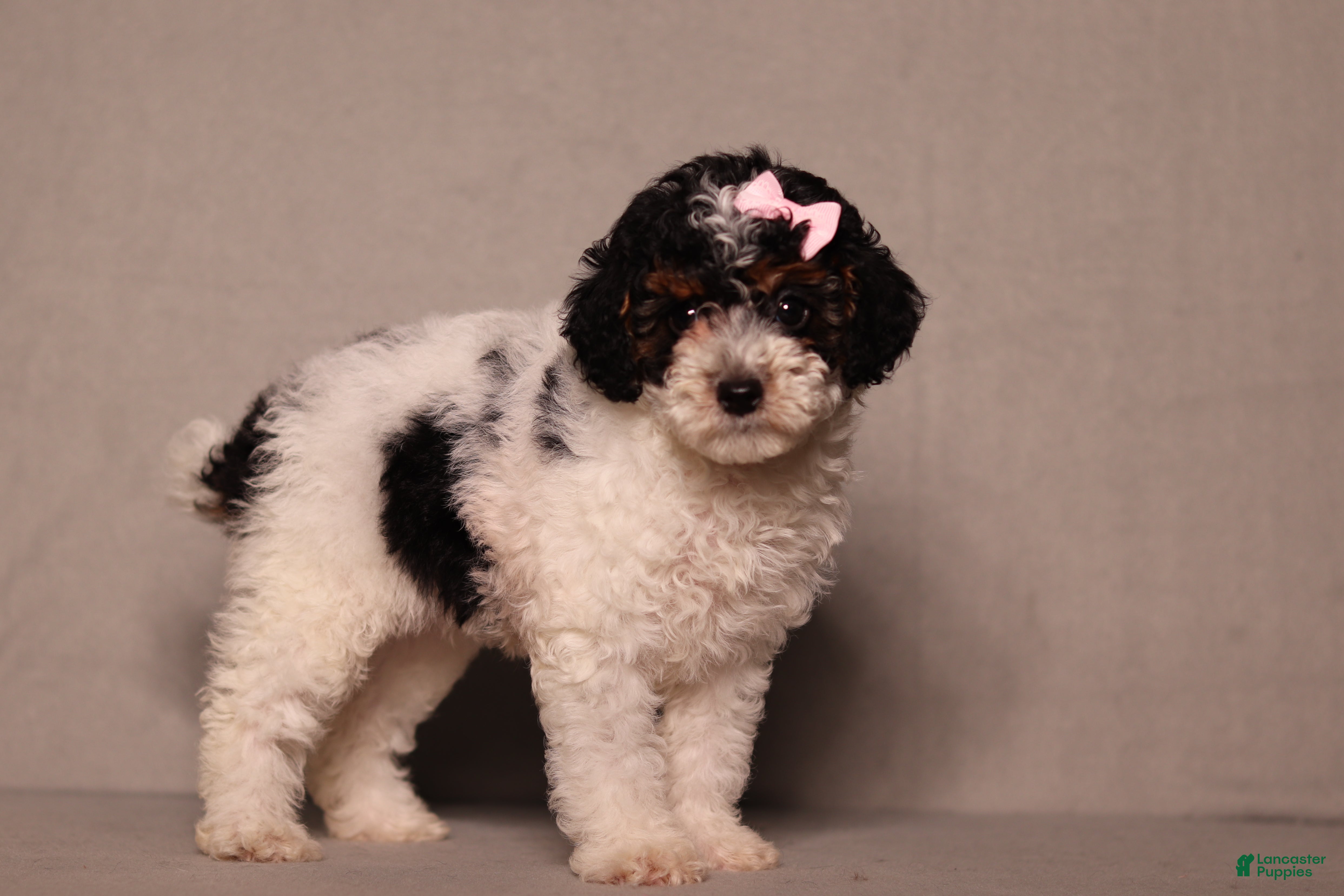 Miniature Poodle dogs Avery - Ad 2