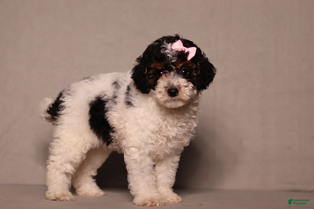 Miniature Poodle dogs for sale: Avery - Ad 2