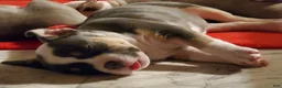 American Bully dogs for sale: American Bully 5 - Ad 26