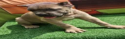 Cane Corso dogs for sale: ZEUS - Ad 3