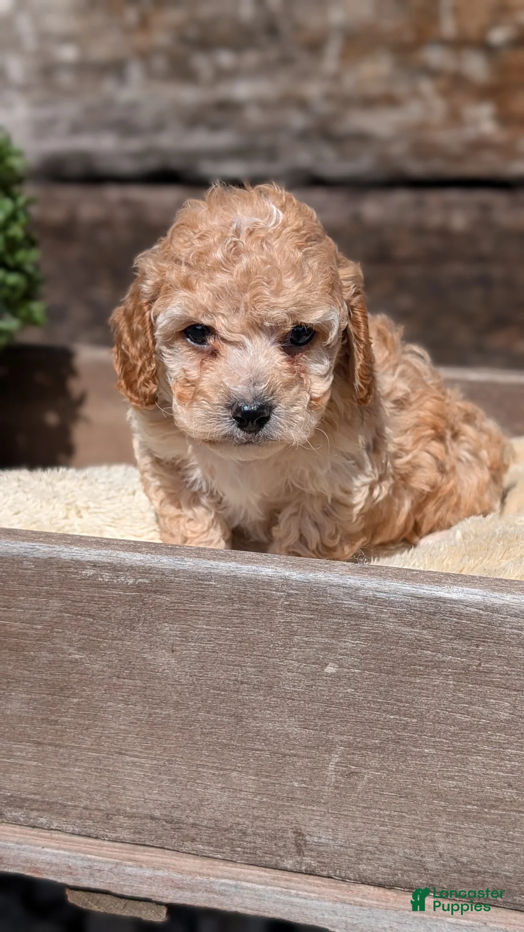 Cockapoo dogs for sale: Lance - Ad 2