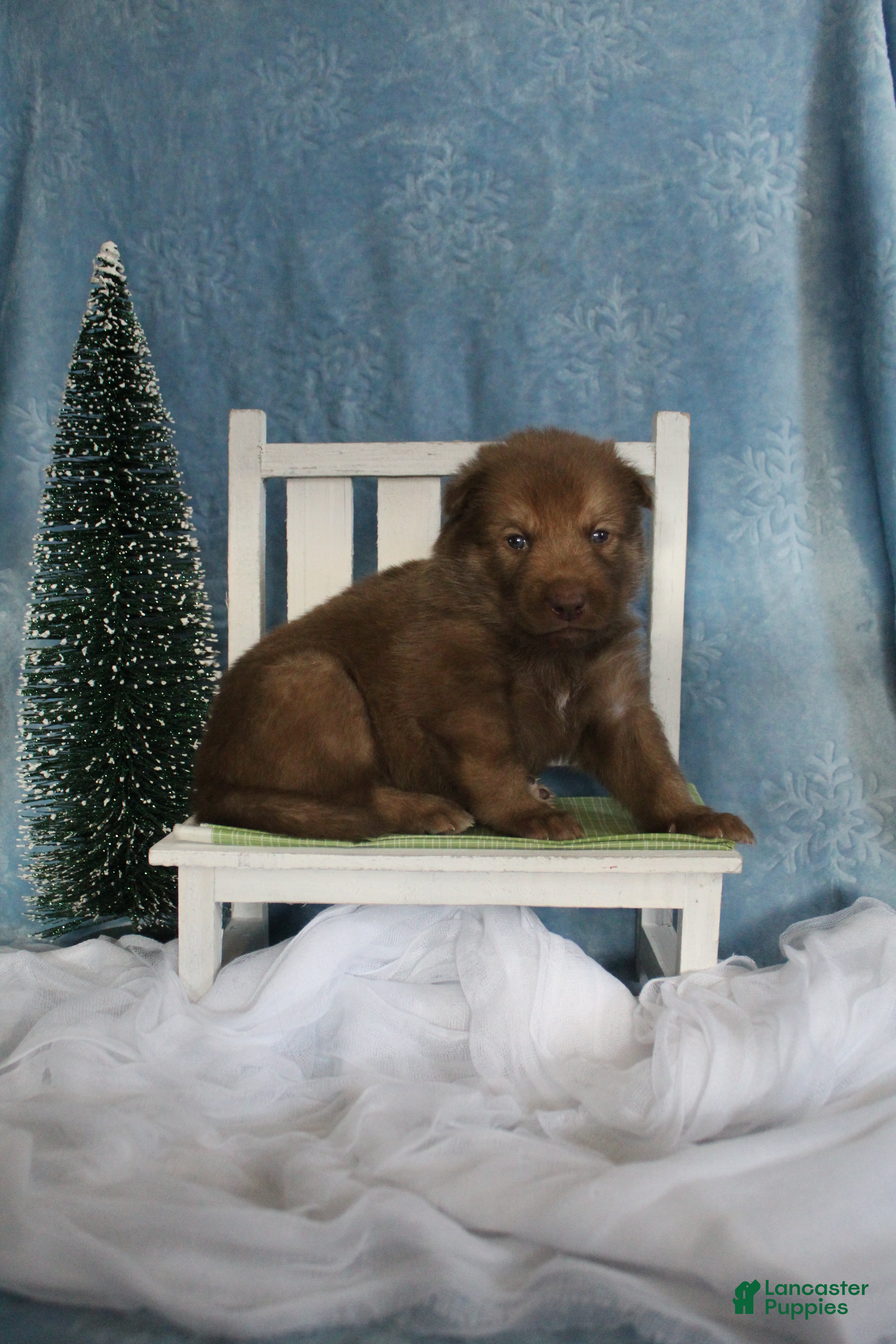 Gerberian Shepsky dogs 7 Green - Ad 11