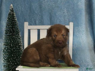 Gerberian Shepsky dogs 7 Green - Ad 8