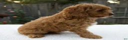 Cavapoo dogs for sale: Graham - Ad 6