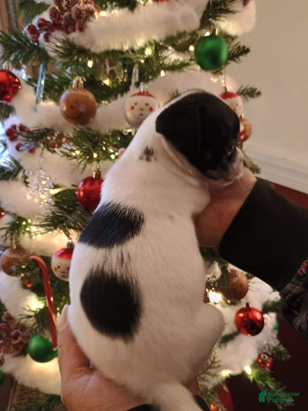 Chihuahua dogs for sale: Bell - Ad 7