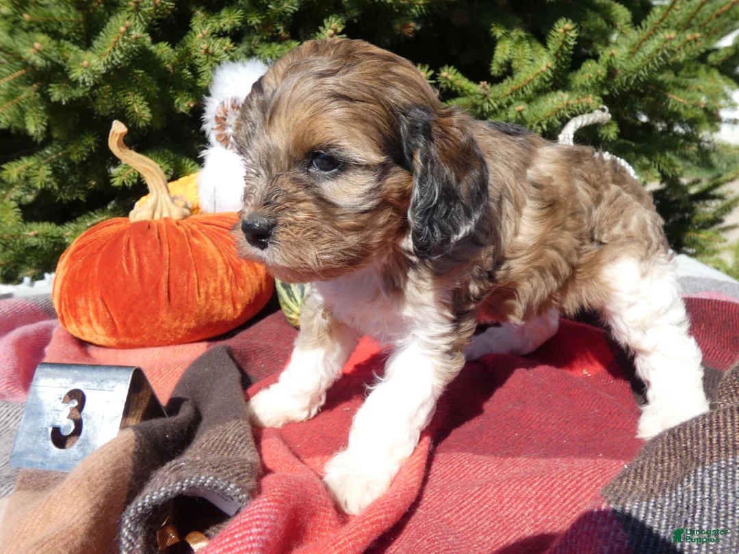 Cavapoo dogs for sale: Cavapoo 3 Maretta - Ad 1