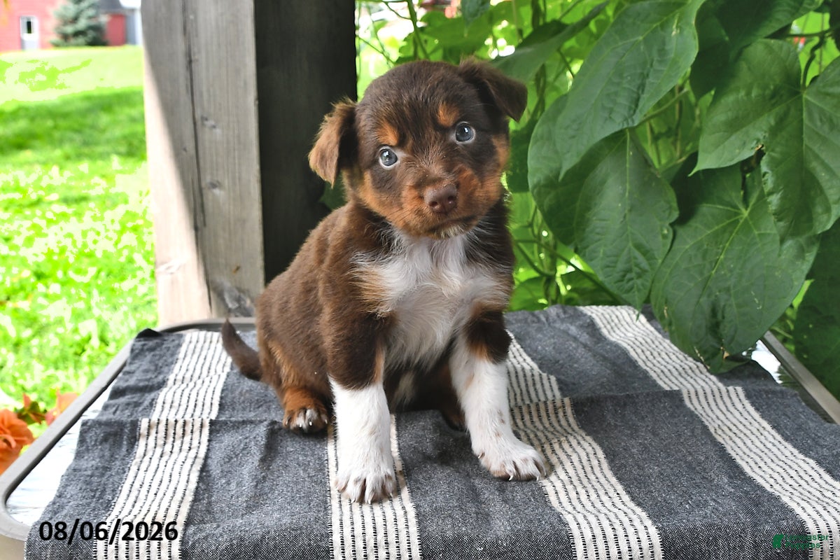 Mixed Breed dogs Lark - Ad 1