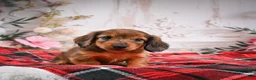 Miniature Dachshund dogs for sale: AKC-Edison - Ad 3
