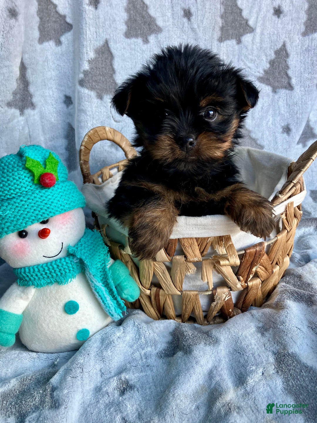 Yorkshire Terrier dogs for sale: Scout - Ad 5