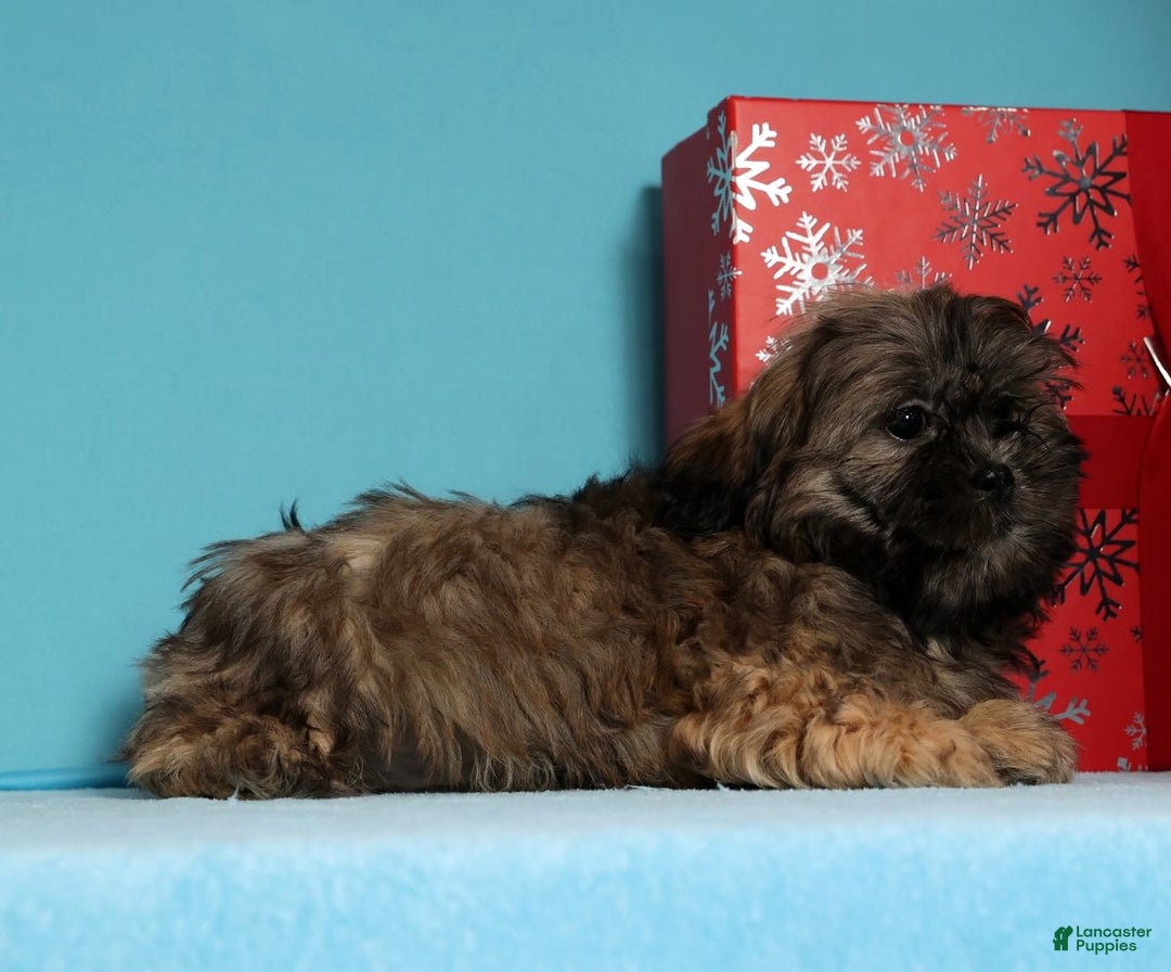 Teddy Bear dogs for sale: Comet - Ad 4