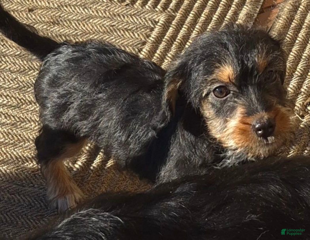 Yorkiepoo dogs for sale: Yorkiepoo Puppy 2 - Ad 7