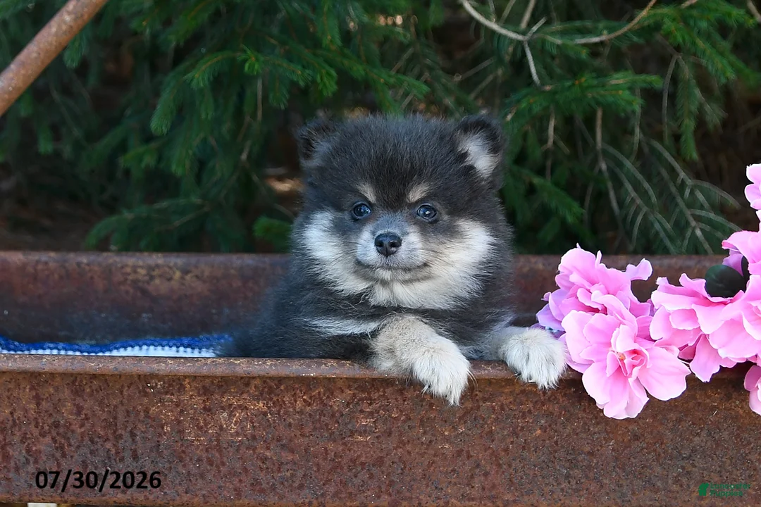 Pomeranian dogs for sale: Jane - Ad 1