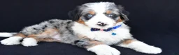 Mini Bernedoodle dogs for sale: Lamar - Ad 7