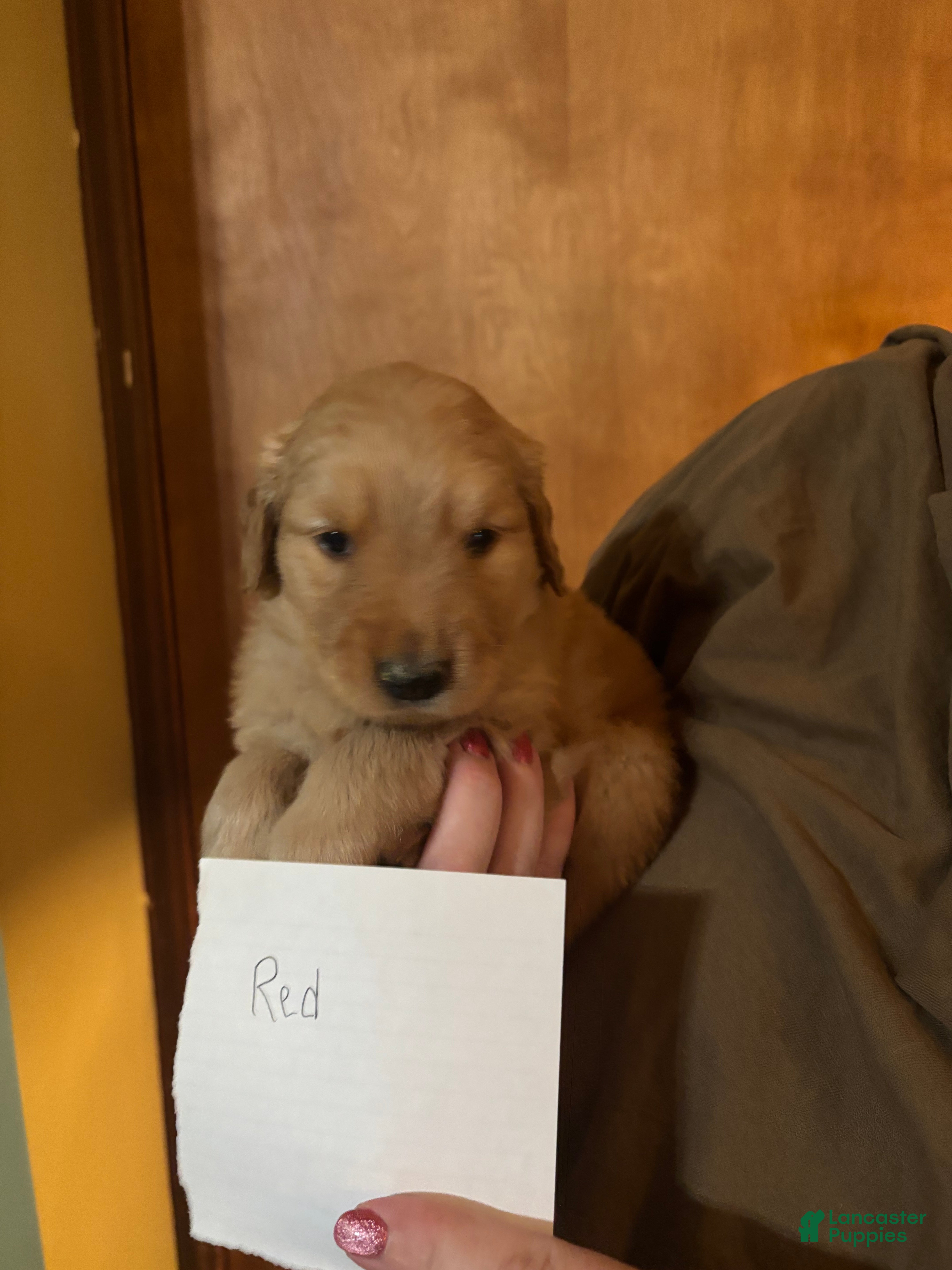 Golden Retriever dogs Red - Ad 3