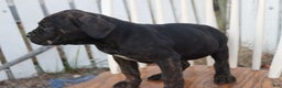 Cane Corso dogs for sale: Brenda - Ad 7