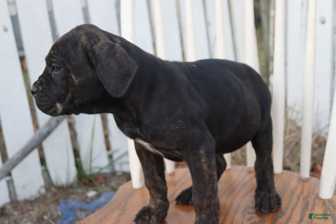 Cane Corso dogs for sale: Brenda - Ad 7