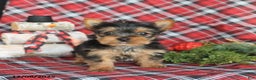 Yorkiepoo dogs for sale: Tootsie - Ad 1
