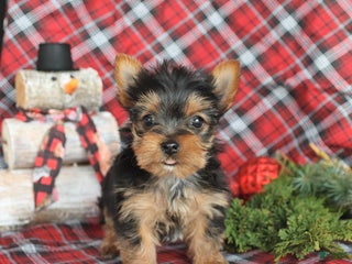 Yorkiepoo dogs Tootsie - Ad 4