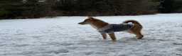 Mixed Breed dogs for sale: Donna - Female - Ad 6