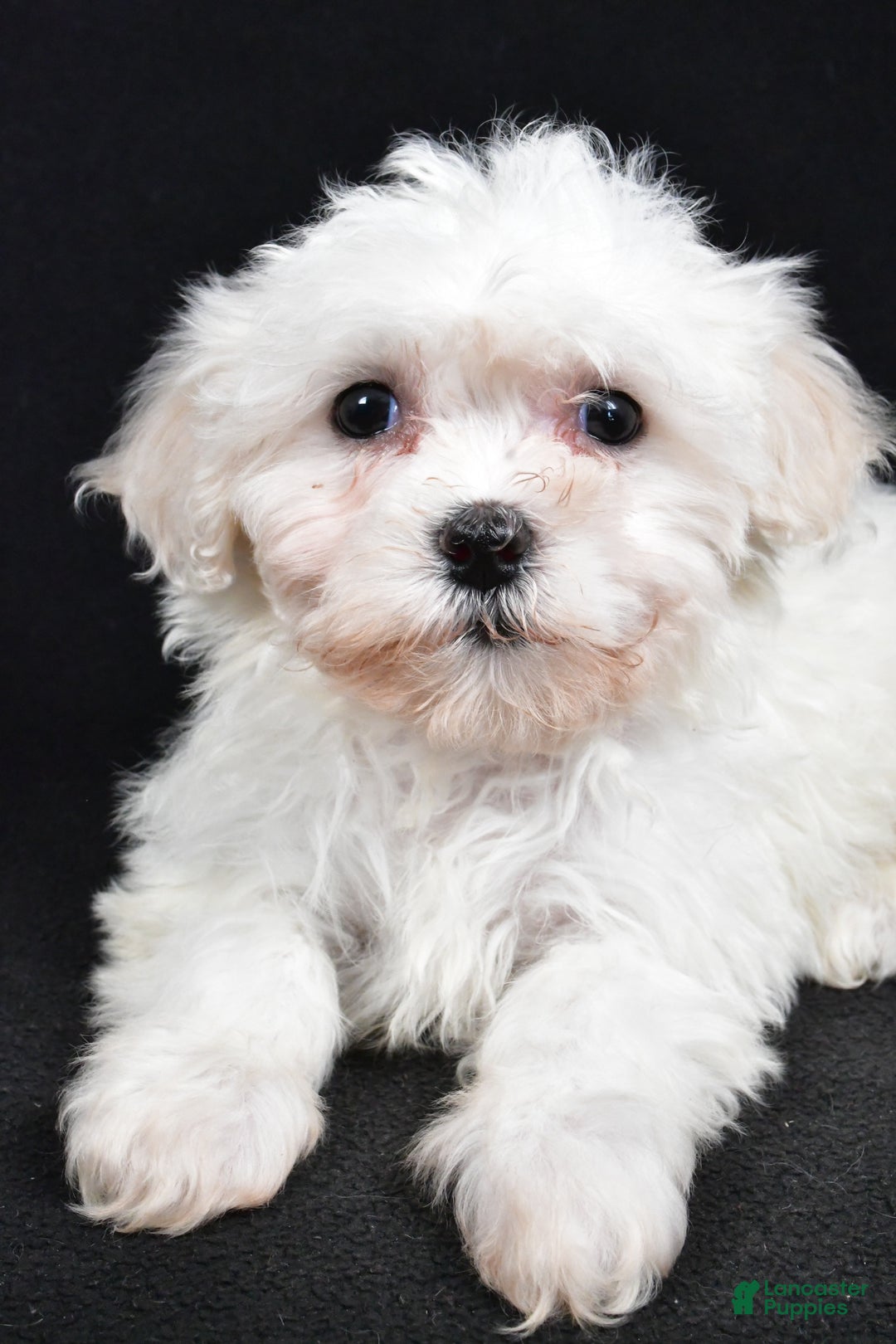 Teddy Bear dogs for sale: Cloe - Ad 6