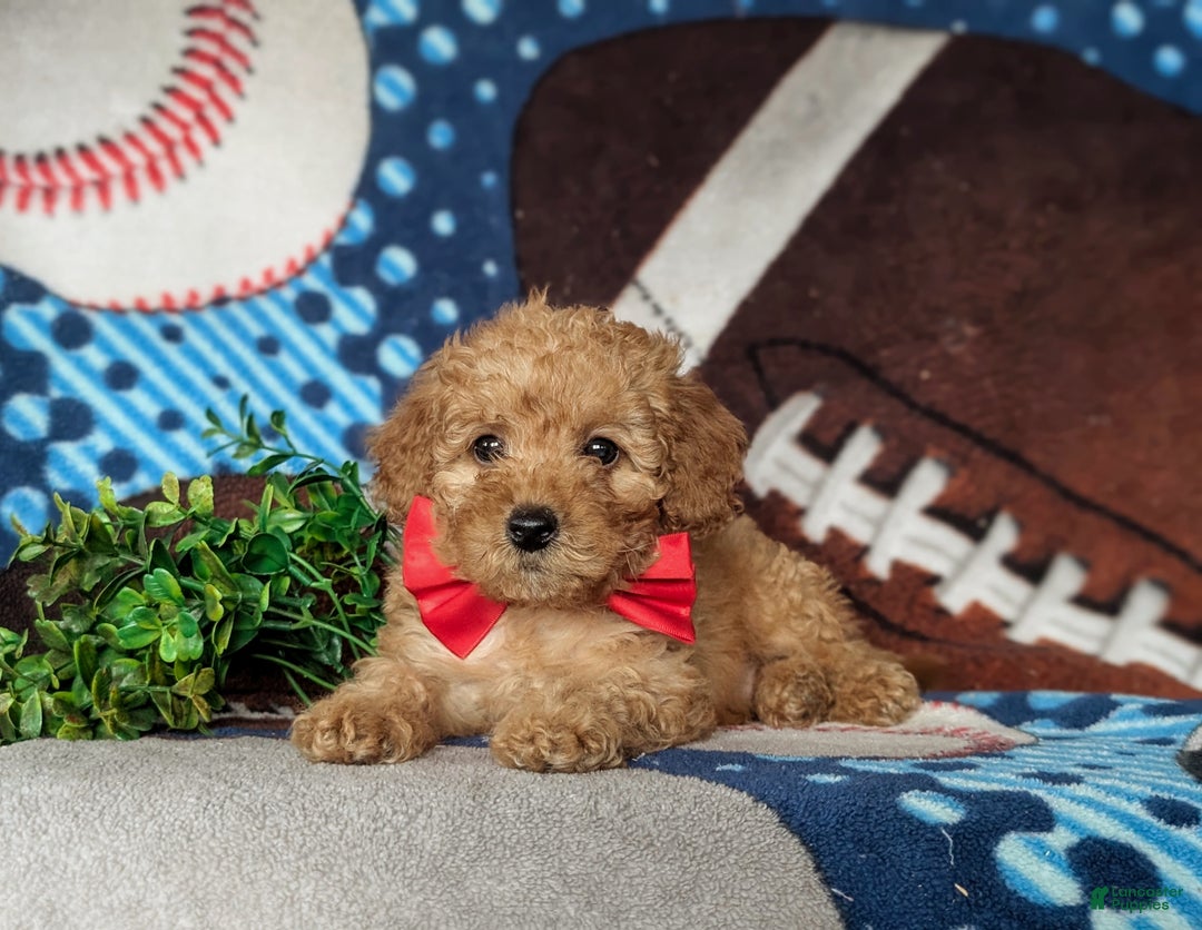 Cavapoo dogs for sale: Wendell Hypoallergenic - Ad 5