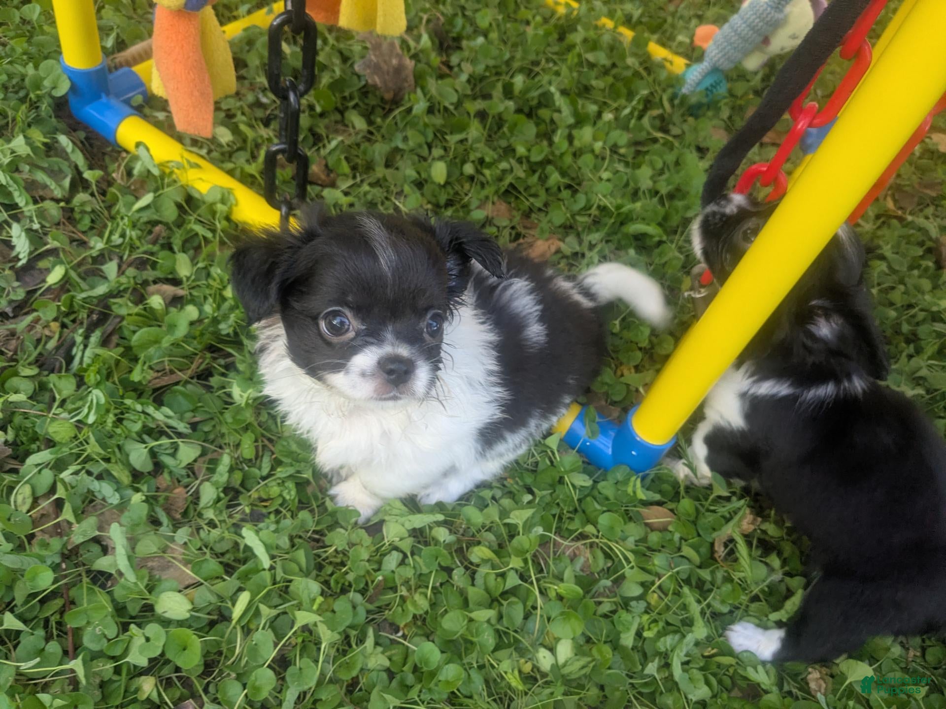 Chihuahua dogs LC Apple Head Oreo  - Ad 10