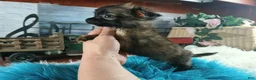 Chihuahua dogs for sale: Micro teacup long hair darker boy. Hand Delivery  - Ad 5
