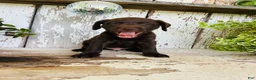 Labrador Retriever dogs for sale: Teddy  - Ad 4