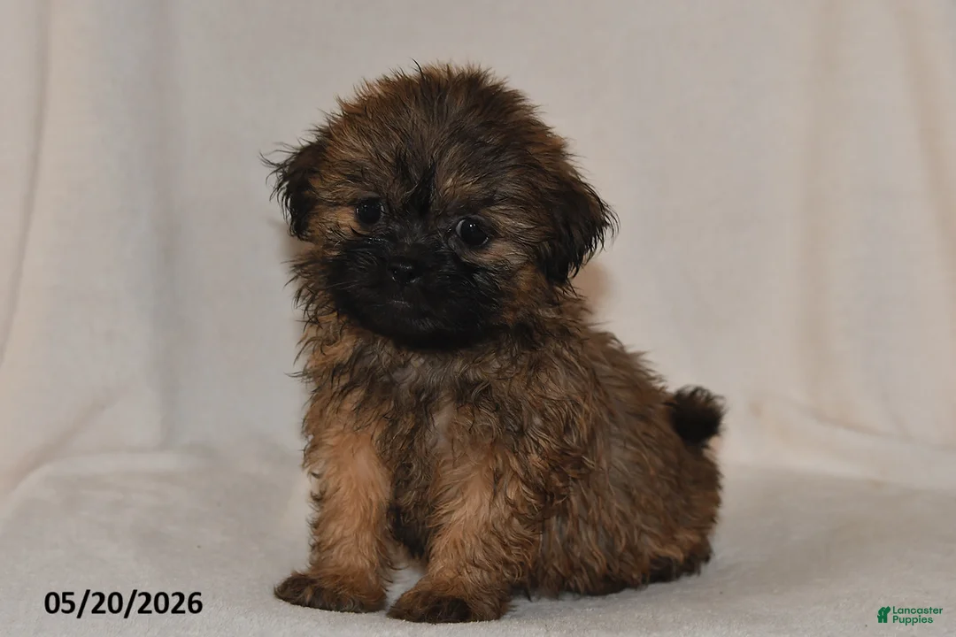 Teddy Bear dogs for sale: Tulip - Ad 2