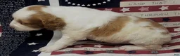 Brittany Spaniel dogs for sale: Hawkeye Holly Girl 3 - Ad 11