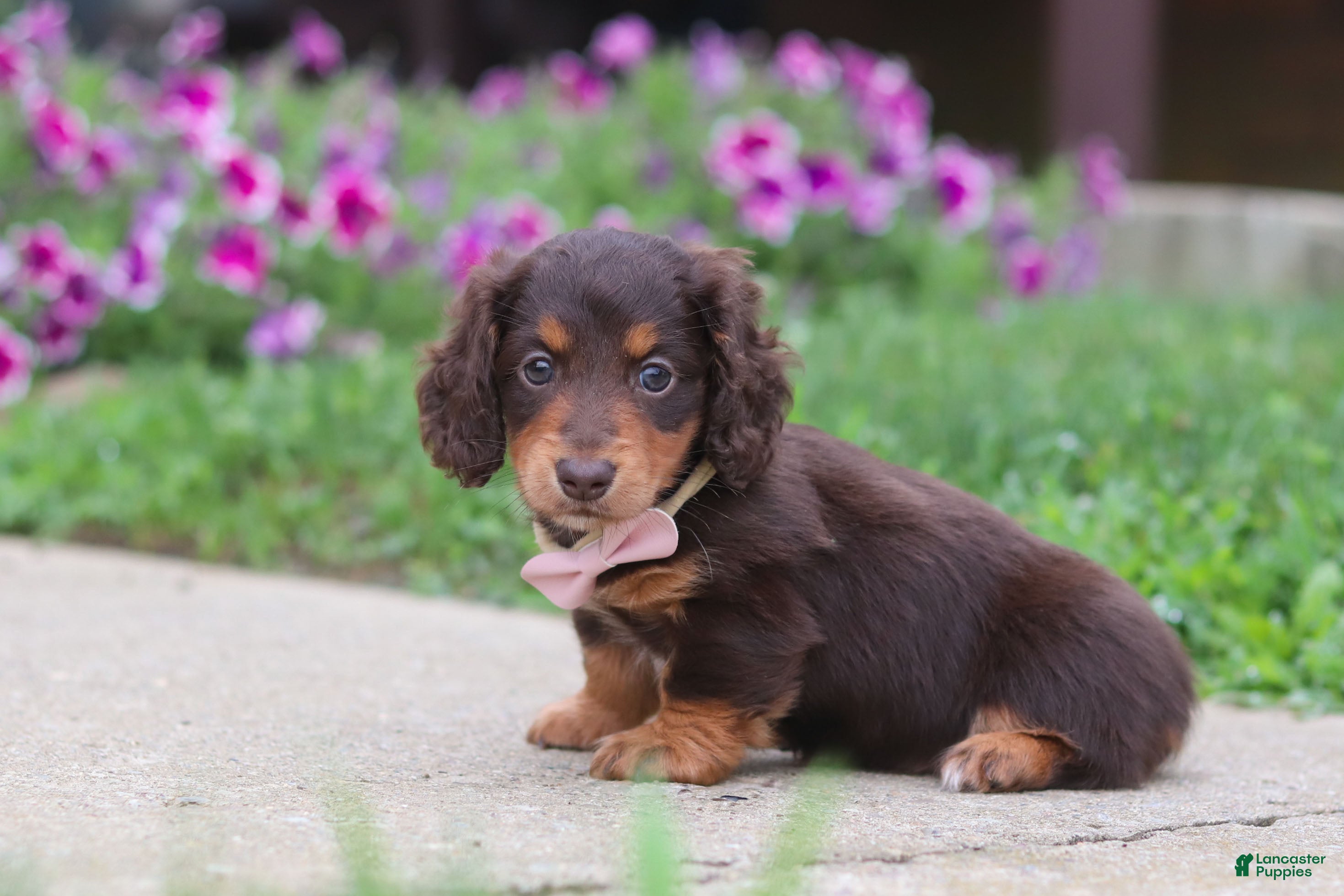 Miniature Dachshund dogs Olivia - Ad 1