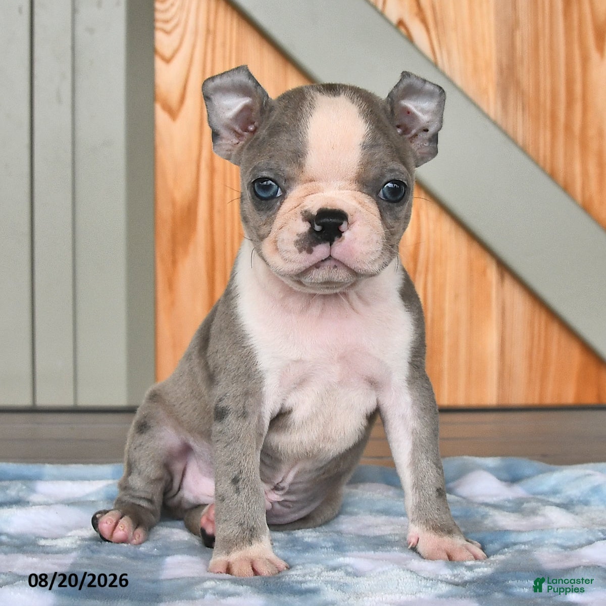 Boston Terrier dogs Baxter - Ad 1
