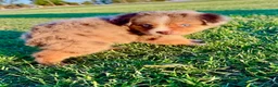Miniature Australian Shepherd dogs for sale: Rocket - Ad 2