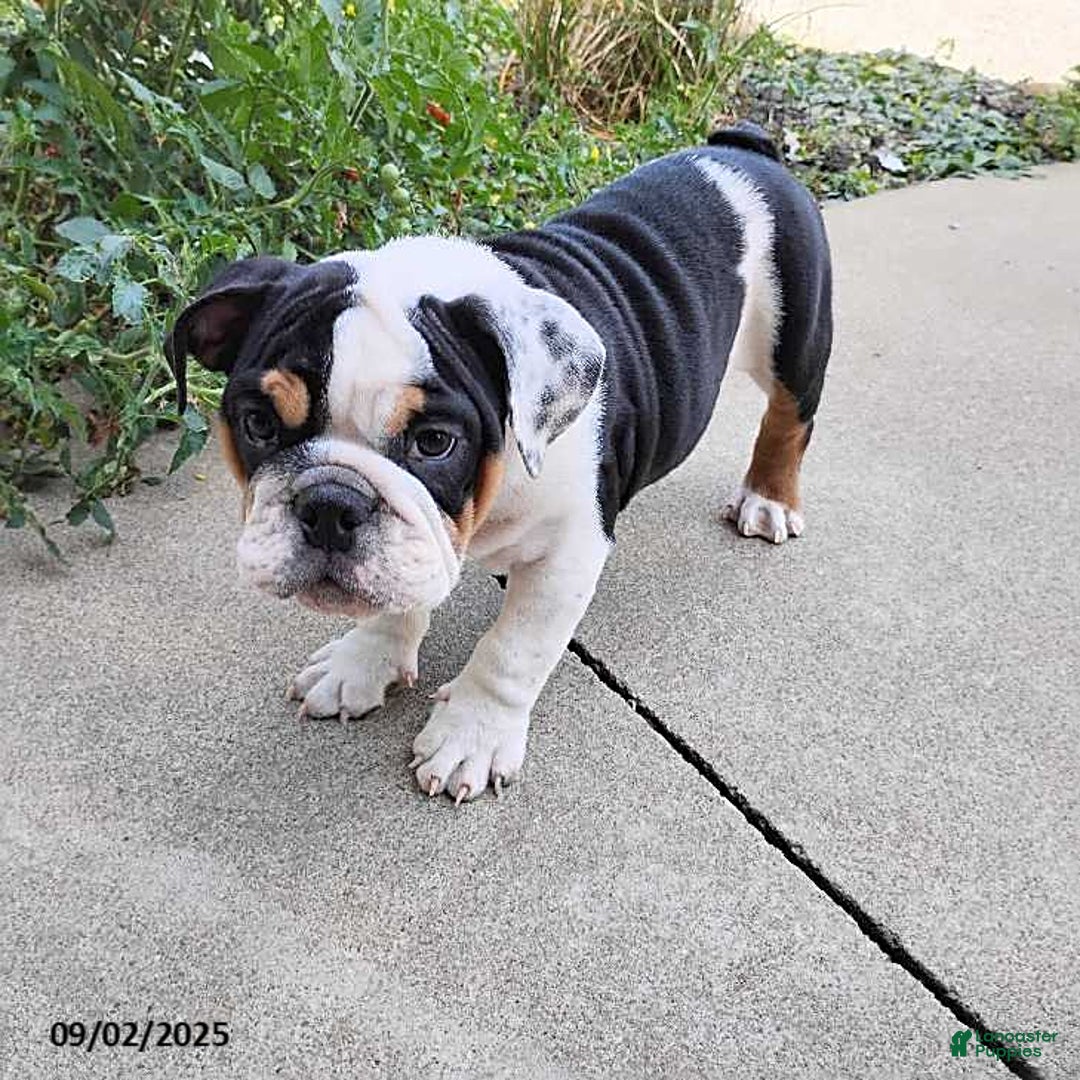 English Bulldog dogs for sale: Rival - Ad 12