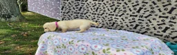 Miniature Dachshund dogs for sale: Berry - Ad 8