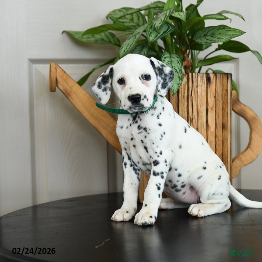 Dalmatian dogs Kathy - Ad 2