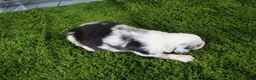 Miniature Australian Shepherd dogs for sale: Freedom - Ad 9