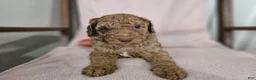 Standard Poodle dogs for sale: Obi Wan - Ad 4