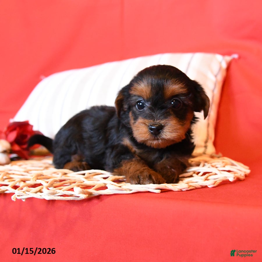 Yorkiepoo dogs Rainbow - Ad 2