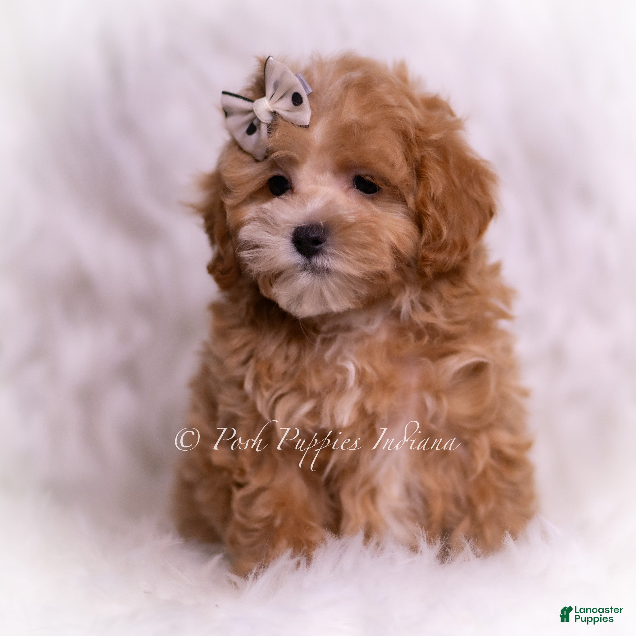 Maltipoo dogs Tommie - Ad 38