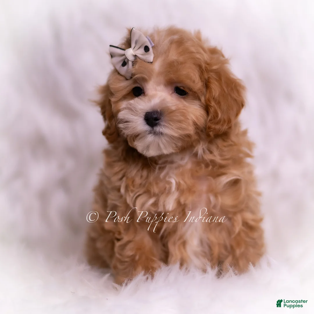 Maltipoo dogs for sale: Tommie - Ad 1