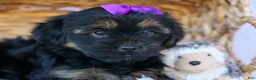 Shorkie dogs for sale: SUSIE - Ad 9