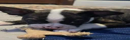 Mixed Breed dogs for sale: Frenchton male #4 - Ad 3
