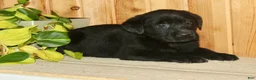 Labrador Retriever dogs for sale: Theo - Ad 5