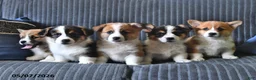Welsh Corgi Pembroke dogs for sale: Theo - Ad 5